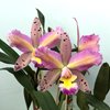 Cattleya Amigo Aniel x C.harrisoniae Triabelo n.31-2.